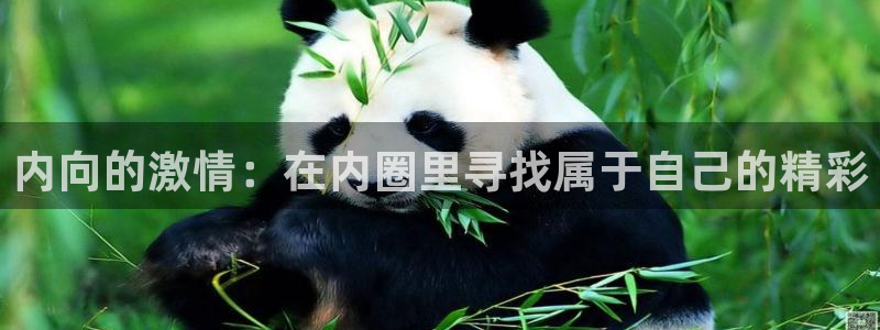 内向的激情：在内圈里寻找属于自己的精彩